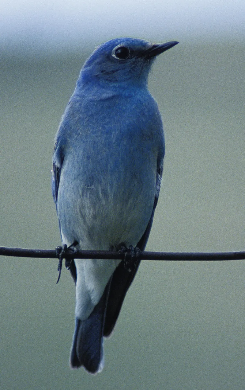 Blue bird american photo - 5