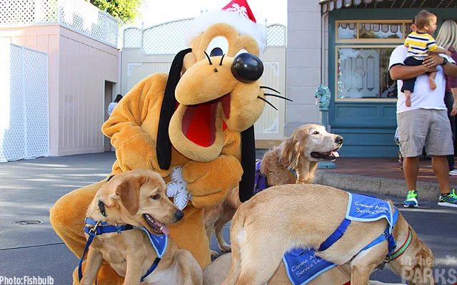 Disneyland dog photo - 1