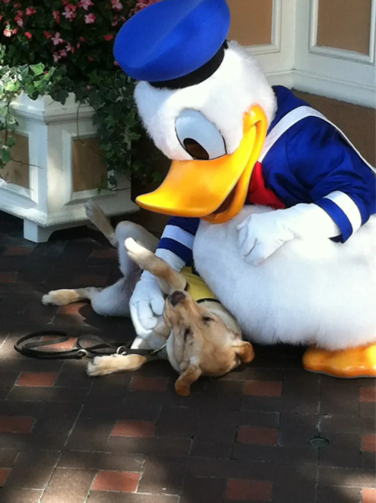 Disneyland dog photo - 2