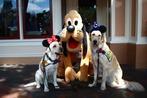 Disneyland dog photo - 3