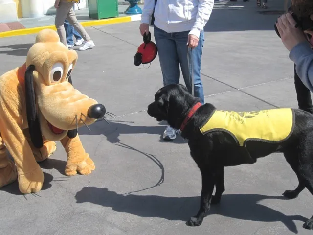 Disneyland dog photo - 4