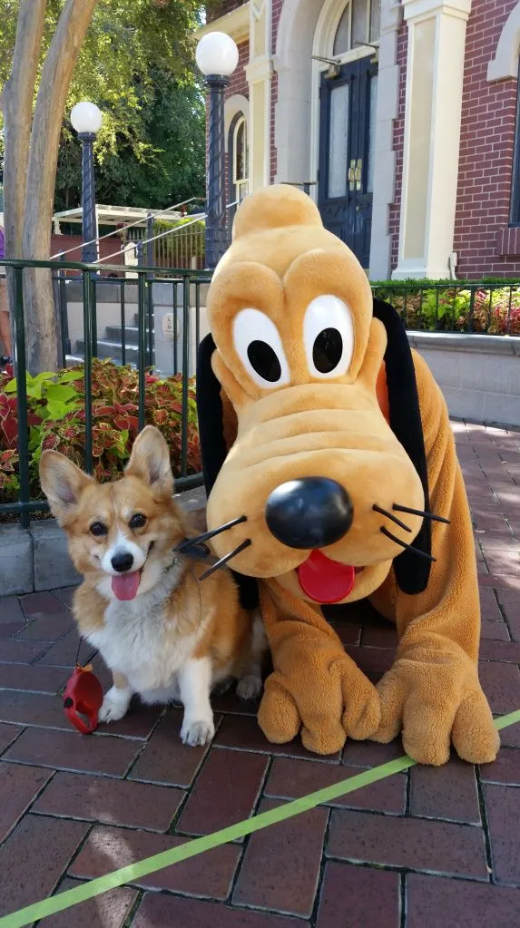 Disneyland dog photo - 5