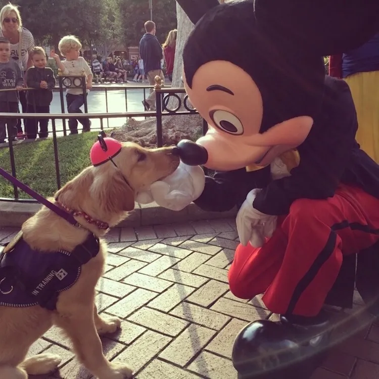 Disneyland dog photo - 7