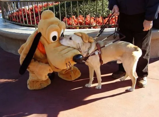 Disneyland dog photo - 8