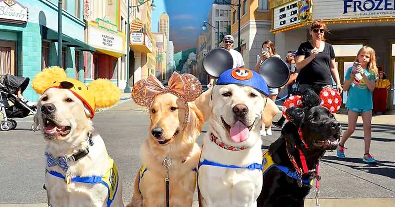 Disneyland dog photo - 9