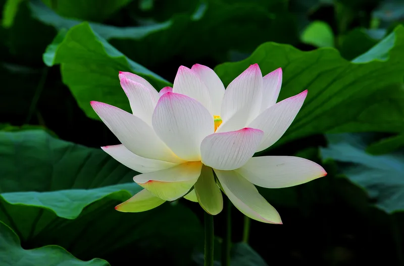 Lotus s photo - 5
