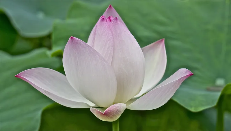 Lotus s photo - 6
