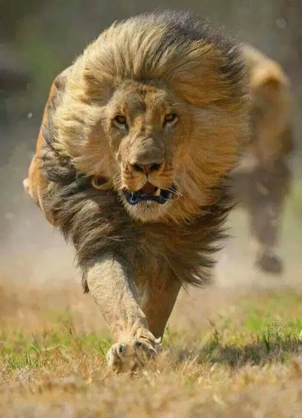 Man lions photo - 7