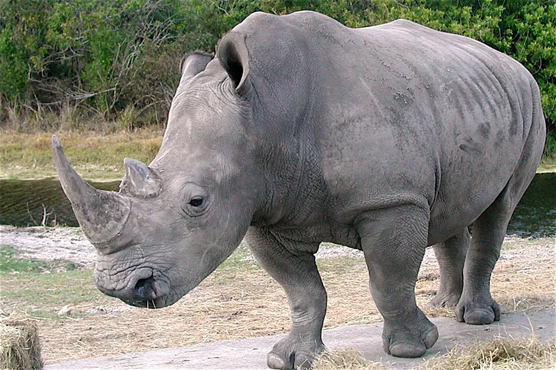 Rhino r photo - 1