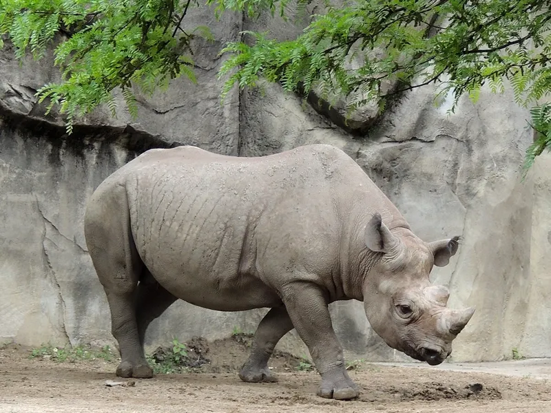 Rhino r photo - 10