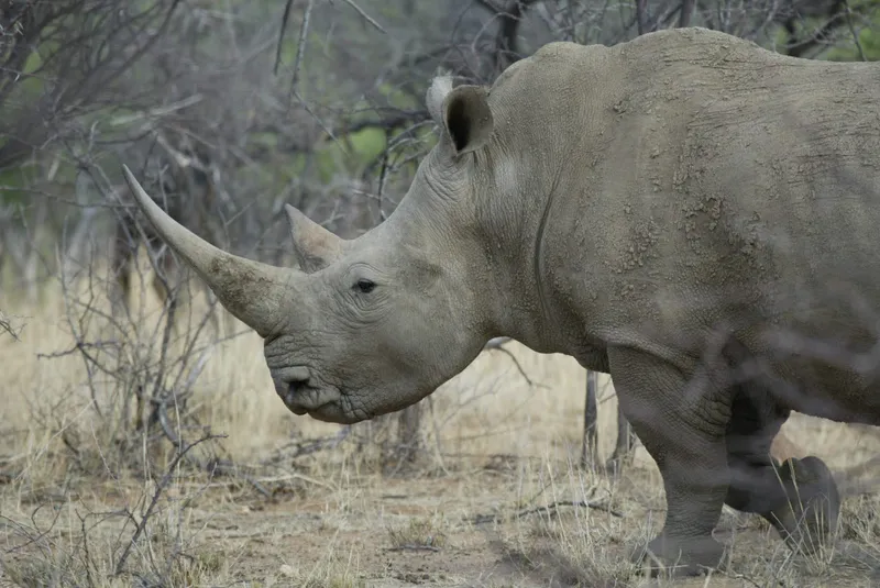 Rhino r photo - 2
