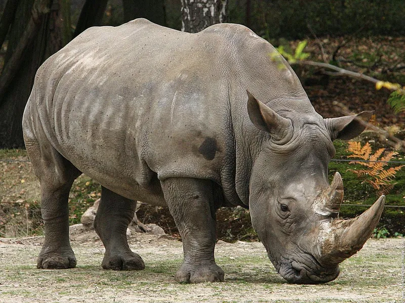 Rhino r photo - 4