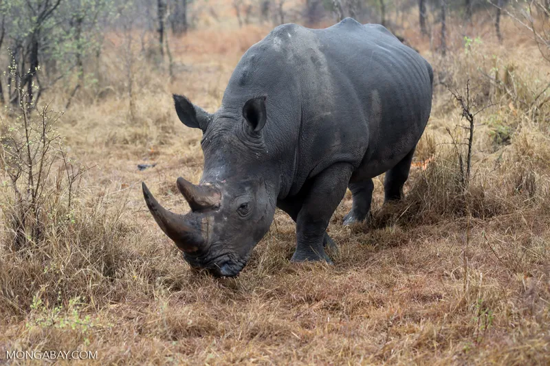Rhino r photo - 5