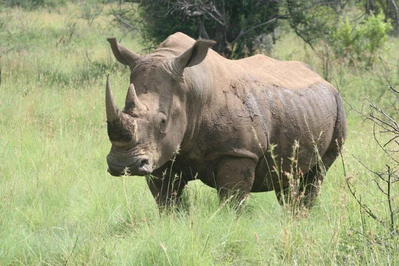 Rhino r photo - 6
