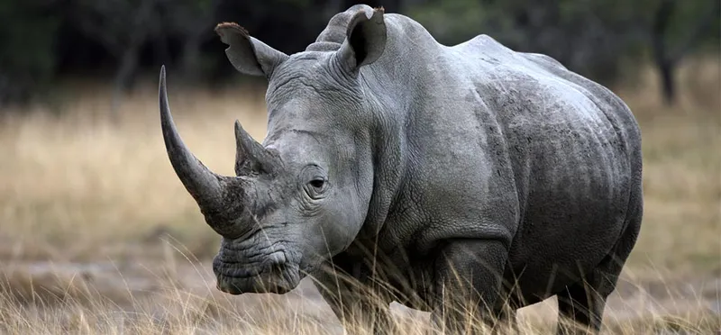 Rhino r photo - 8